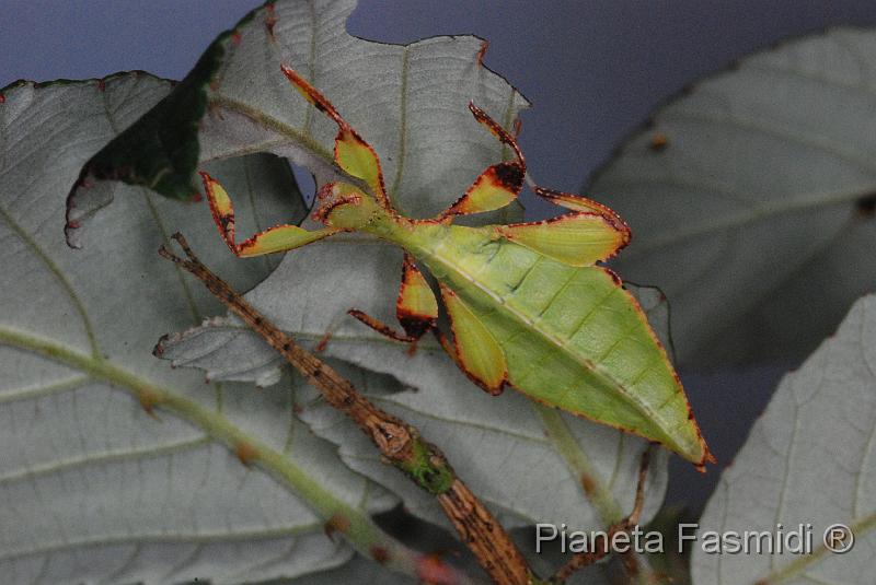 Phyllium siccifolium L2 03.JPG